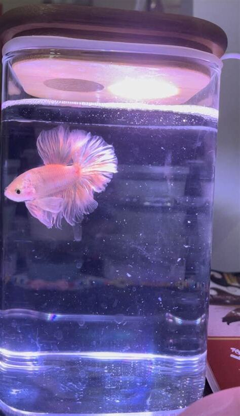 魚缸白色漂浮物