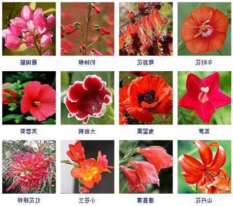 紅色的花有哪些
