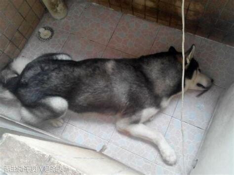 狗死了怎麼處理