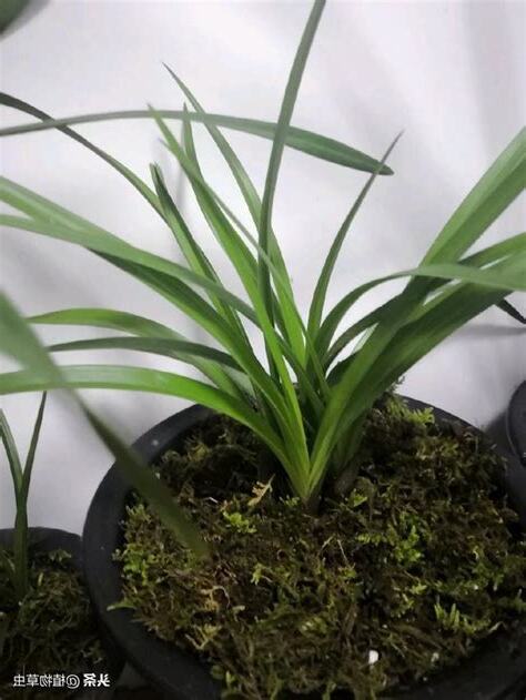 青苔怎麼養