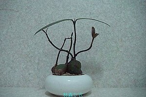 福木繁殖