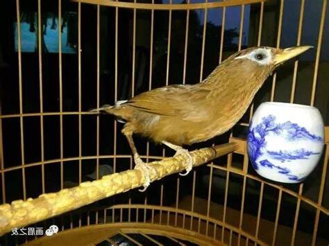 鳥死前的徵兆