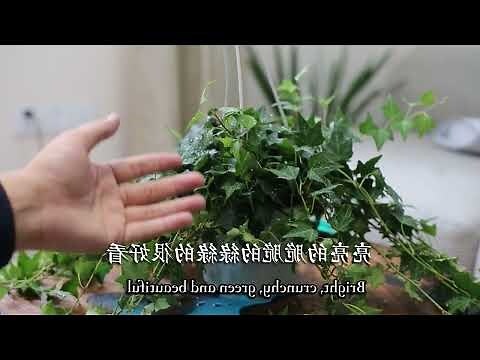 藤類植物