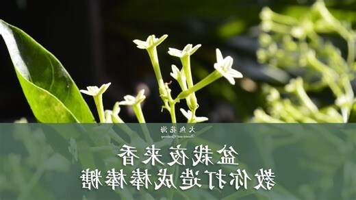 夜来香怎么养