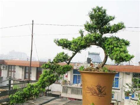 羅漢松修剪造型