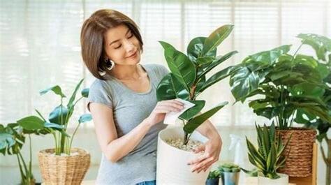 家裡適合種什麼植物