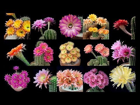 仙人掌開花代表什麼