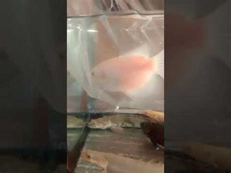 戰船魚種類