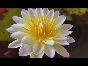 蓮花地