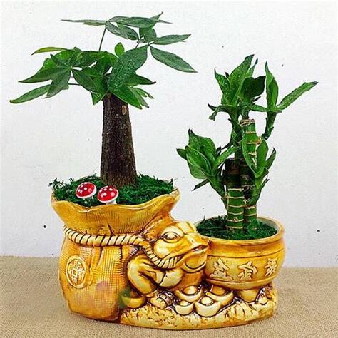 發財樹發芽