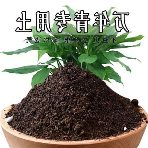 萬年青營養液