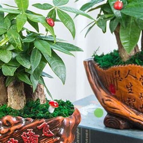 招財植物風水