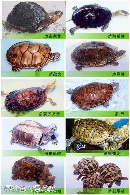 龜的種類