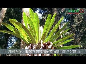山蘇風水