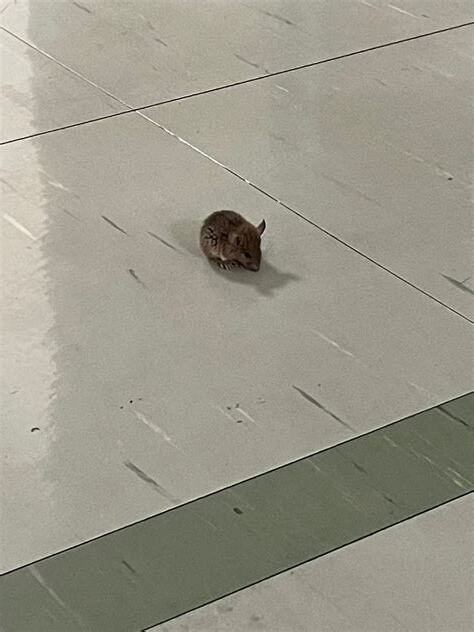 水溝鼠可以養嗎