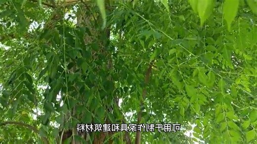 有刺的植物有哪些