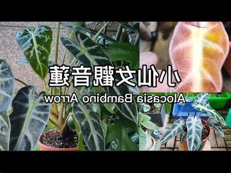 小仙女觀音蓮風水