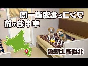 人犬一點通