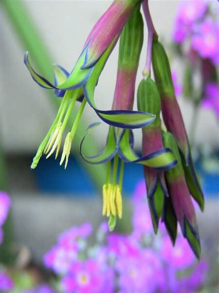 垂花水塔花