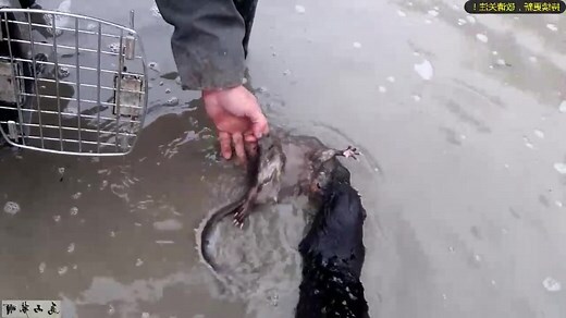水老鼠原理