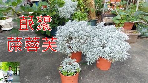 芙蓉種植方法