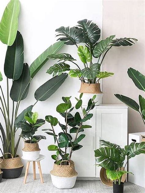 客廳放什麼植物好