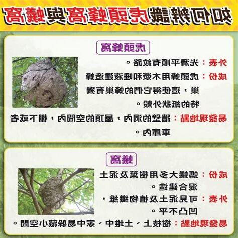 家裡有蟻窩