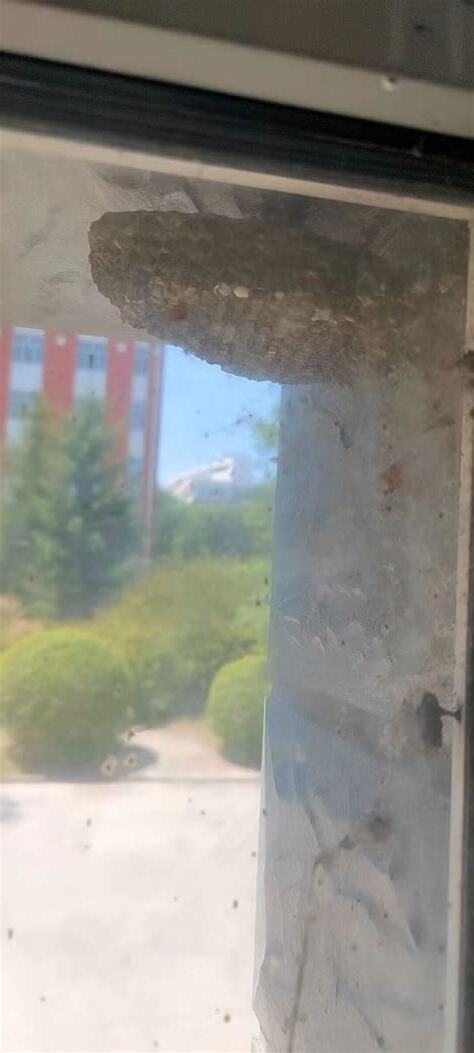 窗户外有蜂窩
