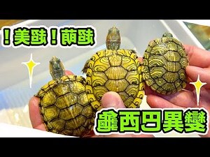 巴西烏龜