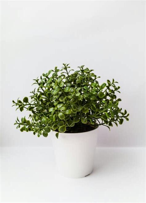藍柏風水