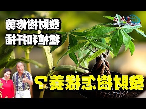 金錢樹發財樹種類
