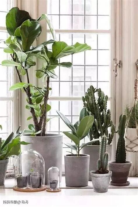 房間放假植物