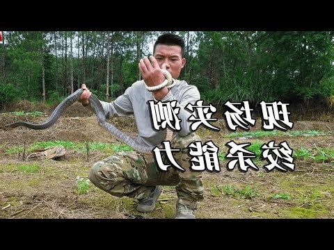 蛇七寸位置
