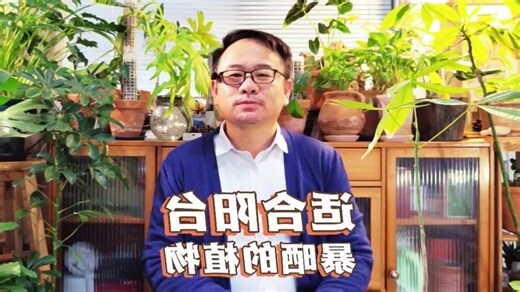 阳台适合种什么植物