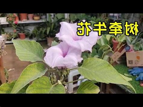 牽牛花風水