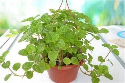 不怕西曬植物