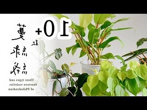 蔓綠絨屬