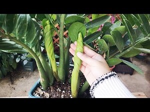 金錢树