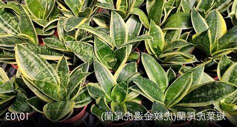 虎蘭