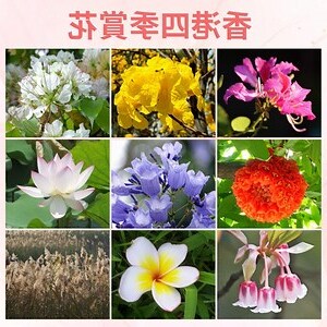有香味的樹