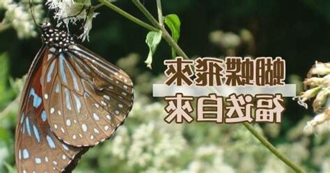 黃色蝴蝶飛進家裡