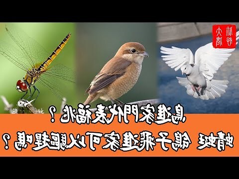 夢見鳥飛到頭上