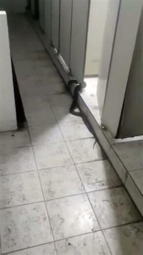 男廁所有一條蛇