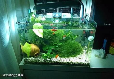 房間養小魚缸