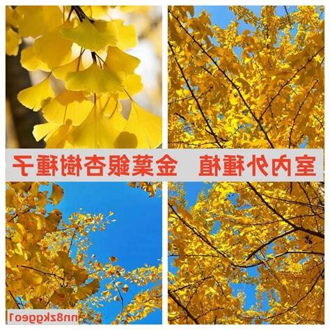 台灣能種銀杏樹嗎