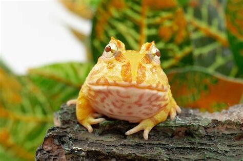 養角蛙招財
