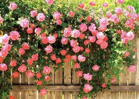 薔薇風水