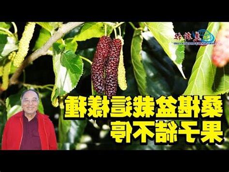 桑樹盆栽種植