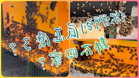 陽台蜜蜂