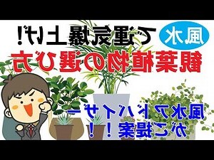 風水花種類